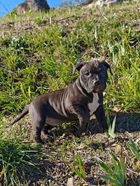 Cuccioli pitbull
