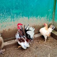 Serama uova e Pulcini