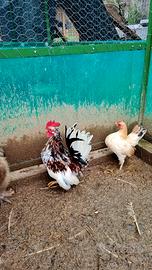 Serama uova e Pulcini