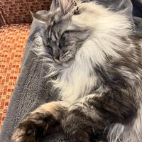 Gatti Mainecoon sani