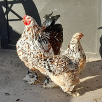 Trio brahma millefiori