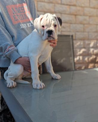 Cucciola Boxer Bianco
