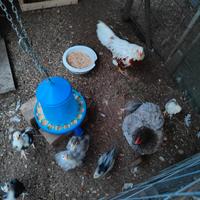 Pulcini varie razze, marans cocincina gigante ecc