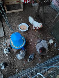 Pulcini varie razze, marans cocincina gigante ecc