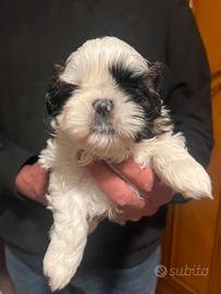 Shih-tzu 40 giorni