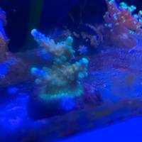 Corallo acropora joker