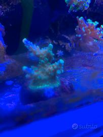 Corallo acropora joker