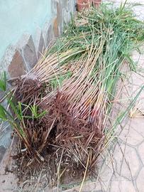 Cambio papiro con semi vari (pomodori...)