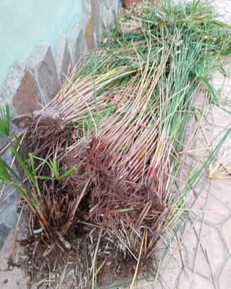 Cambio papiro con semi vari (pomodori...)