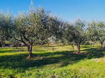 TER. AGRICOLO A BASSANO ROMANO