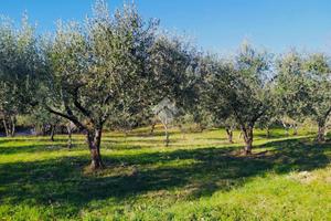 TER. AGRICOLO A BASSANO ROMANO