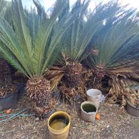 Piante da giardino Chycas