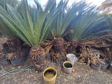 Piante da giardino Chycas