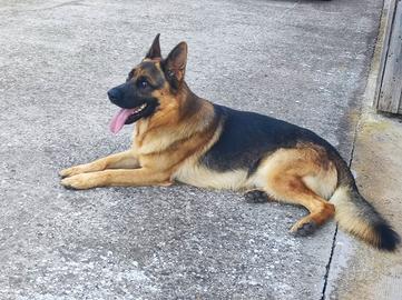 PT due anni per accoppiamento. Pedigree