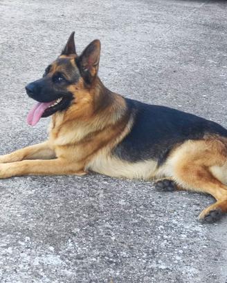 PT due anni per accoppiamento. Pedigree