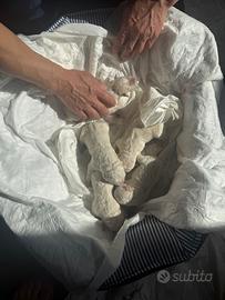 Cuccioli di golden e maremmano