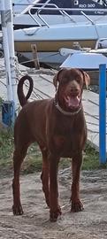 Dobermann x accoppiamento