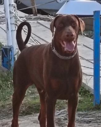 Dobermann x accoppiamento