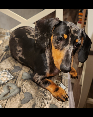 Bassotto Arlecchino Silver disponibile per monta