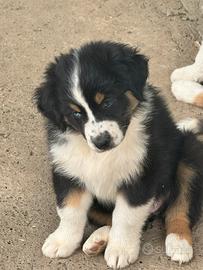 Cuccioli pastore australiano