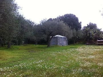 Uliveto con 25 piante in Serdiana