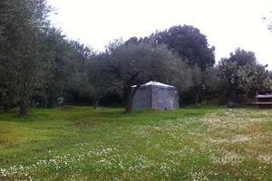 Uliveto con 25 piante in Serdiana