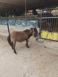 Bardotto