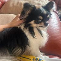 Chihuahua maschio disponibile per accoppiamento