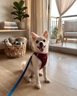 Cuccioli di volpino pomerania e papillon