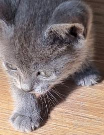 Gattina certosina con pedigree