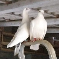 Piccioni viaggiatori