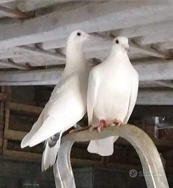 Piccioni viaggiatori