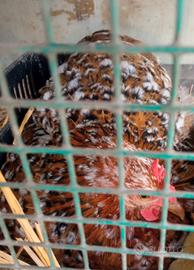Gallina cocincina nana