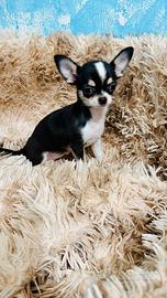 Chihuahua femminuccia pelo corto