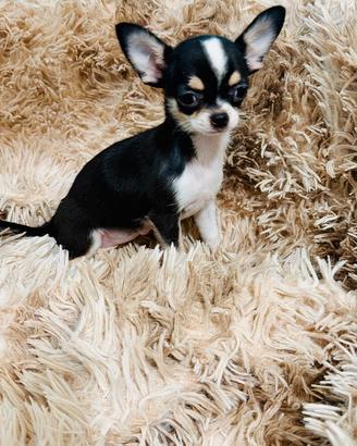 Chihuahua femminuccia pelo corto