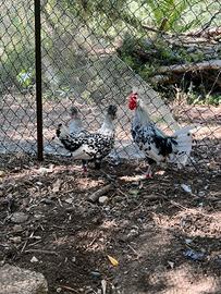 gallo e due femmine Appenzeller 