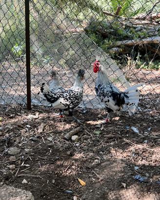gallo e due femmine Appenzeller 