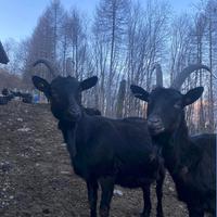 Capre nere verzasca o verzaschesi