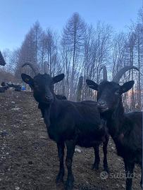 Capre nere verzasca o verzaschesi