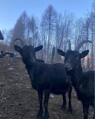 Capre nere verzasca o verzaschesi in lattazzione