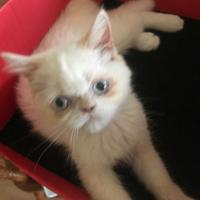 Gattina persiana red point occhi azzurri