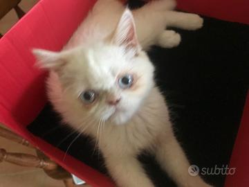 Gattina persiana red point occhi azzurri