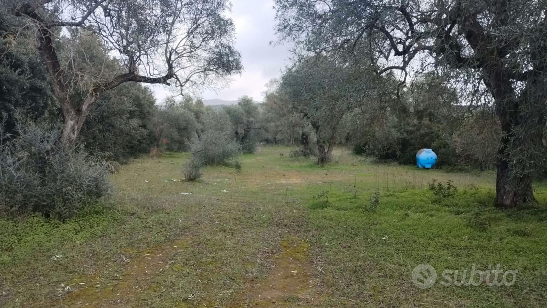 TERRENO AGRICOLO QUALITÀ ULIVETO - Altro