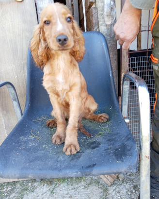 Cocker spaniel