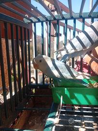 Inseparabili allevati a mano