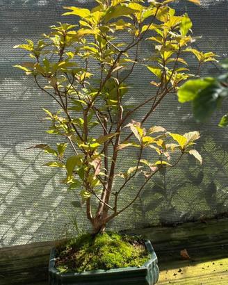 Bonsai Callicarpa iapponica
