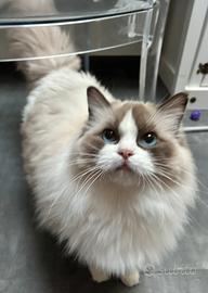 Ragdoll femmina blu bicolor con Pedigree