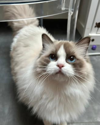 Ragdoll femmina blu bicolor con Pedigree