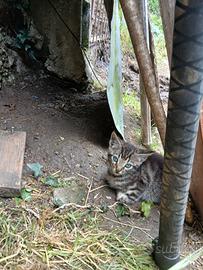 Gattini di due mesi sia maschi che femmine