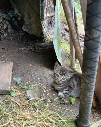 Gattini di due mesi sia maschi che femmine